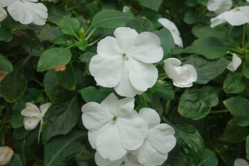 White Impatiens have soft, round petals and a gentle, subtle fragrance. Their delicate blooms form...