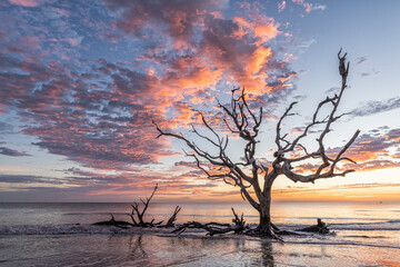 Driftwood Tree on the Beach at Sunrise