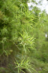 close up of bamboo leaves