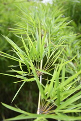 close up of bamboo leaves
