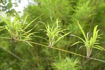 close up of bamboo leaves