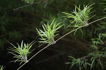 close up of bamboo leaves