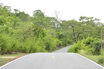 The asphalt road among the forrest in Khao-Yai National Park, Thailand