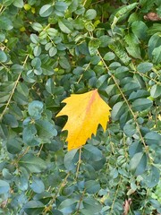 foglia gialla autunnale