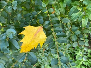 foglia gialla autunnale