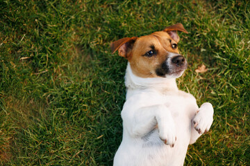 ack Russell Terrier dog in the park lies on its back on the green grass at sunset.