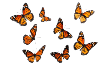 Plain tiger butterflies in flight,  insect wildlife