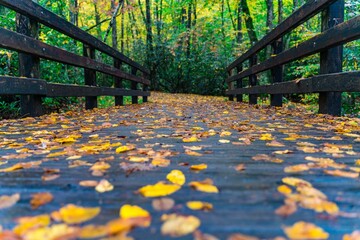 Leaves scattered across a wooden bridge and a green forest in the background. © Wirestock