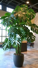 Tropical Monstera Plant with Large Green Leaves