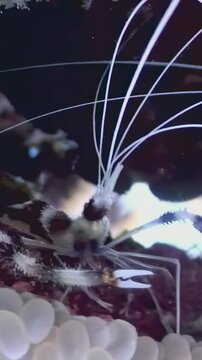 Discover the intricate behaviors of Stenopus hispidus, also known as the banded coral shrimp, as it navigates its vibrant reef environment, showcasing its delicate antennae and stunning coloration.