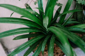 Obraz premium A pandan tree in a pot, showcasing lush green leaves with a tropical