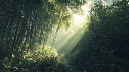 Naklejka premium Sunlight Streaming Through Lush Bamboo Forest