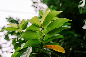 Artabotrys hexapetalus, the climbing ylang-ylang, is a shrub found in India through to Burma