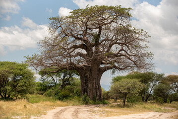 massive baobab tree standing at the entrance of the serengeti np tanzania