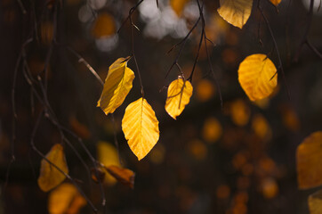 golden leaves of a tree, autumn colours in the forest, bright yellow colours in autumn, yellow orange leaves shine in the sun, sun shines on a yellow leaf, dark background