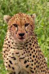 Close-up of a cheetah with blood on it snouth eating from a fresh kill in the grass of the serengeti tanzania