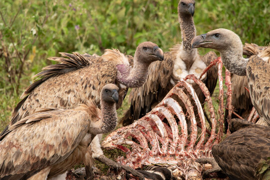 Vultures eating from a carcas in the serengeti tanzania