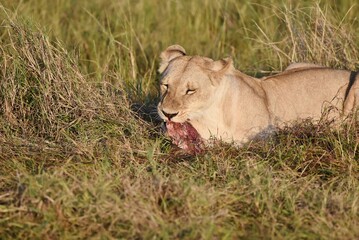 A Lioness eating a kill in long grass in Africa.