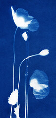 Silhouettes of poppies on a blue background. Poppy flowers illustration. Floral arrangement. Botanical illustration.