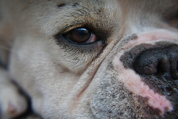 The eye and the nose of a French Bulldog