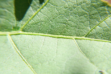 The texture and fiber of leaves