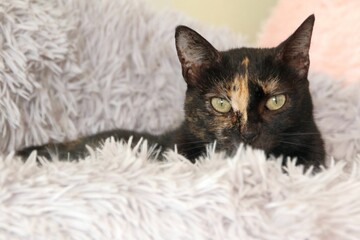 Tortoiseshell cat nestled in a fluffy blanket