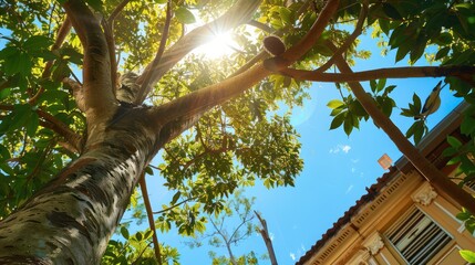 Fototapeta premium Sunlit Tree Branches and Leaves Against a Blue Sky