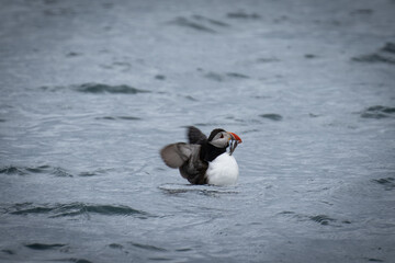 Puffin preparing for flight