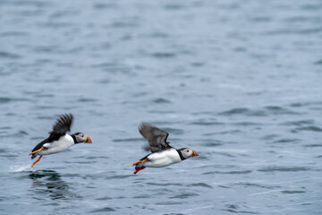 Puffin running on water