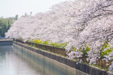 水路沿いに咲く満開の桜－埼玉県白岡市
