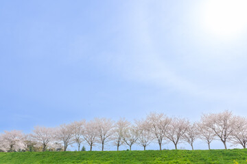 爽やかな青空と満開の桜－埼玉県朝霞市
