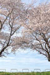 Fototapeta premium 公園に咲く桜－埼玉県さいたま市 