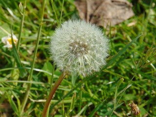 Close-up of a Dandelion Seed Head in a Green Field
