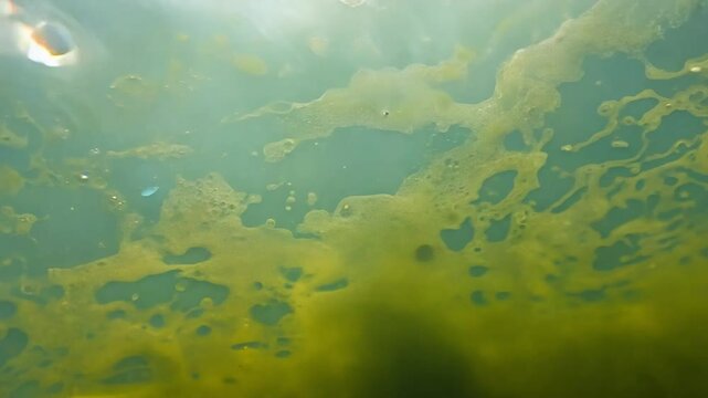 Algae bloom forms and spreads across a water surface, highlighting issues of pollution and environmental impact
