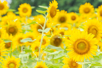 夏の日差しを浴びるヒマワリ－群馬県富岡市
