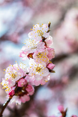 Naklejka premium Branch of blooming apricot tree with flowers covered in dew drops