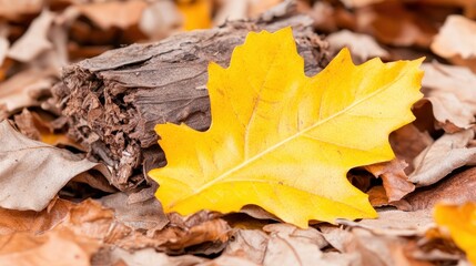 Golden Autumn Leaf on Fallen Leaves with Bark Closeup