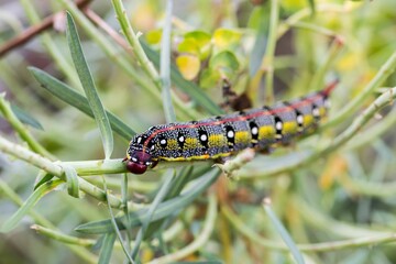 Maltese Spurge Hawkmoth Caterpillar (Hyles sammuti) in larva stage, eating spurge plant leaves.
