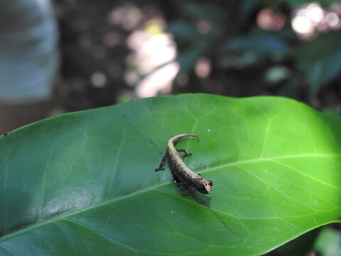 Stummelschwanzcham&auml;leon Brookesia nana, kleinstes Reptil der Welt auf gr&uuml;nem Blatt, Nosy Be