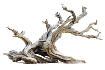 Gnarled and twisted old dead tree with exposed roots, isolated on a pristine white background