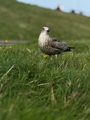 A seagull in the grass