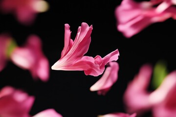 Close-up of a vibrant pink flower against a dark background