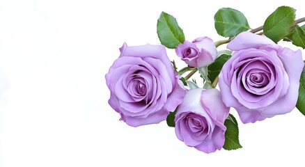 Elegant purple roses with green leaves on a white background