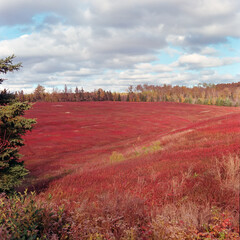 Blueberry field, Prince Edward Island