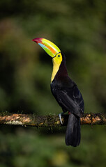 Obraz premium A toucan in the rainforest of Costa Rica 