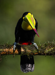 A toucan in the rainforest of Costa Rica 