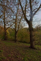 Autumn Trees in a Park