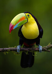 A toucan in the rainforest of Costa Rica 