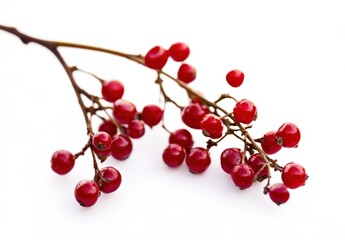 Vibrant red berries on a branch against a white background