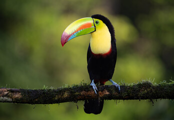Fototapeta premium A toucan in the rainforest of Costa Rica